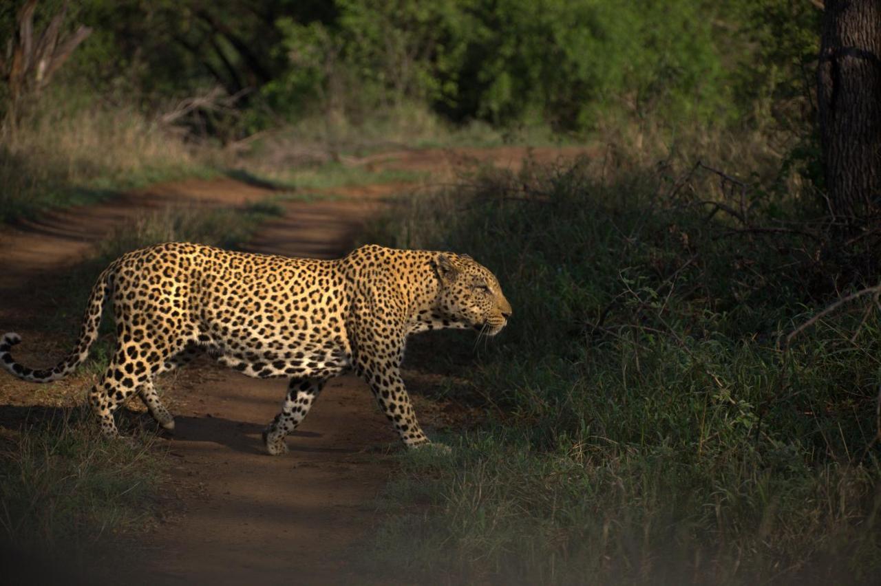 Karongwe Portfolio - Kuname Lodge Karongwe Game Reserve Екстериор снимка