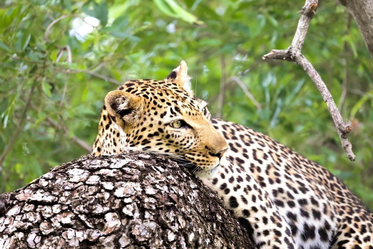 Karongwe Portfolio - Kuname Lodge Karongwe Game Reserve Екстериор снимка