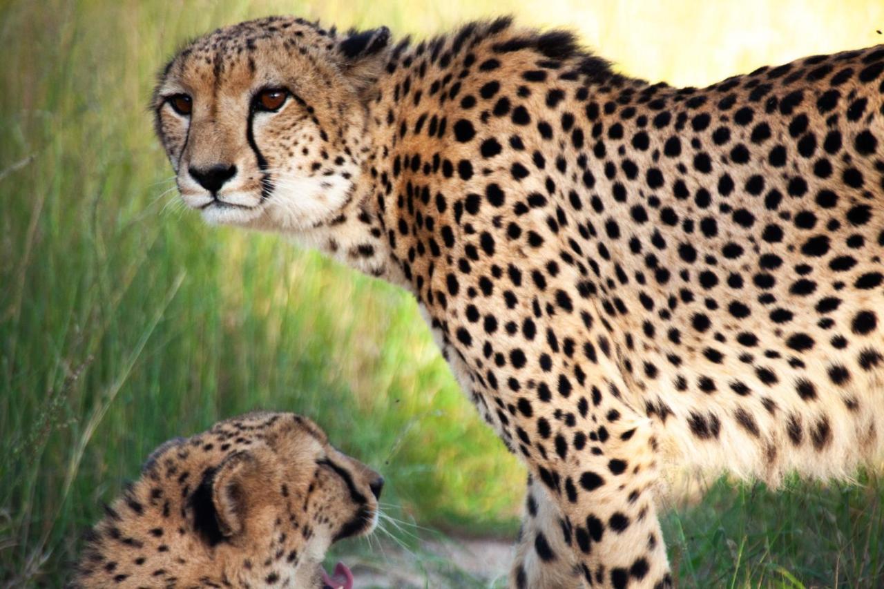 Karongwe Portfolio - Kuname Lodge Karongwe Game Reserve Екстериор снимка