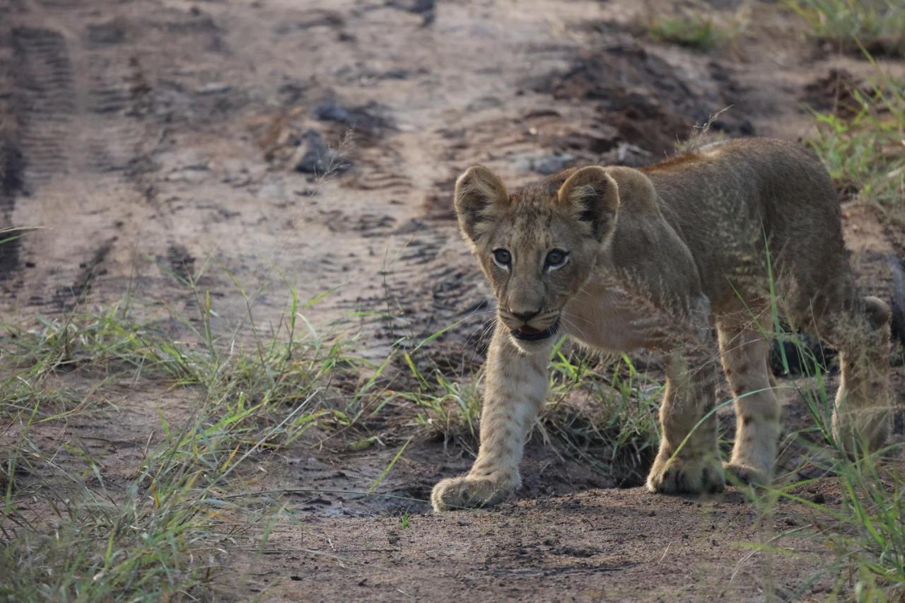 Karongwe Portfolio - Kuname Lodge Karongwe Game Reserve Екстериор снимка