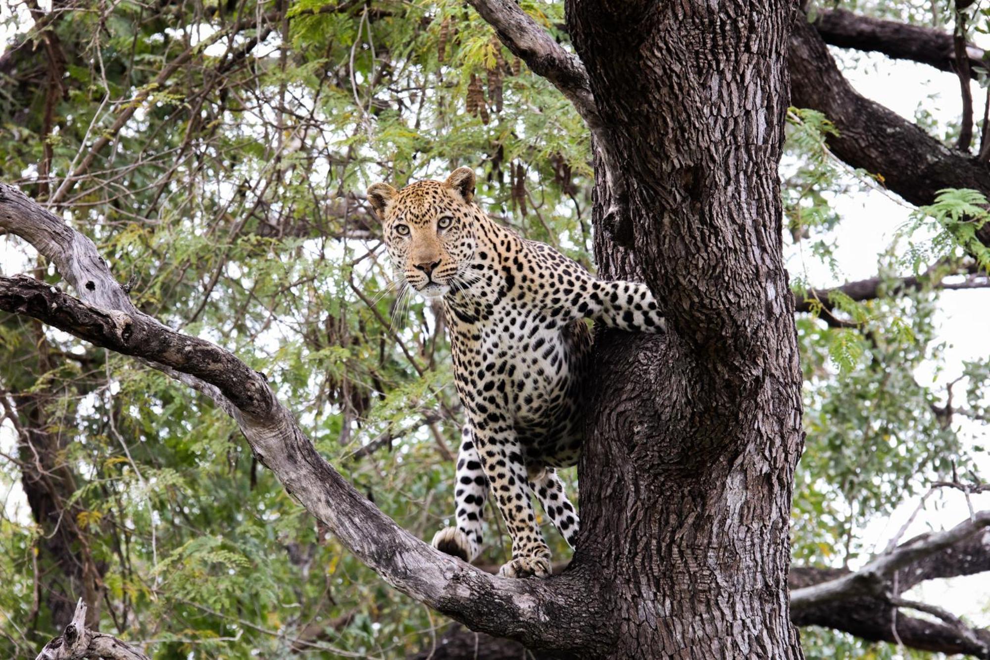 Karongwe Portfolio - Kuname Lodge Karongwe Game Reserve Екстериор снимка