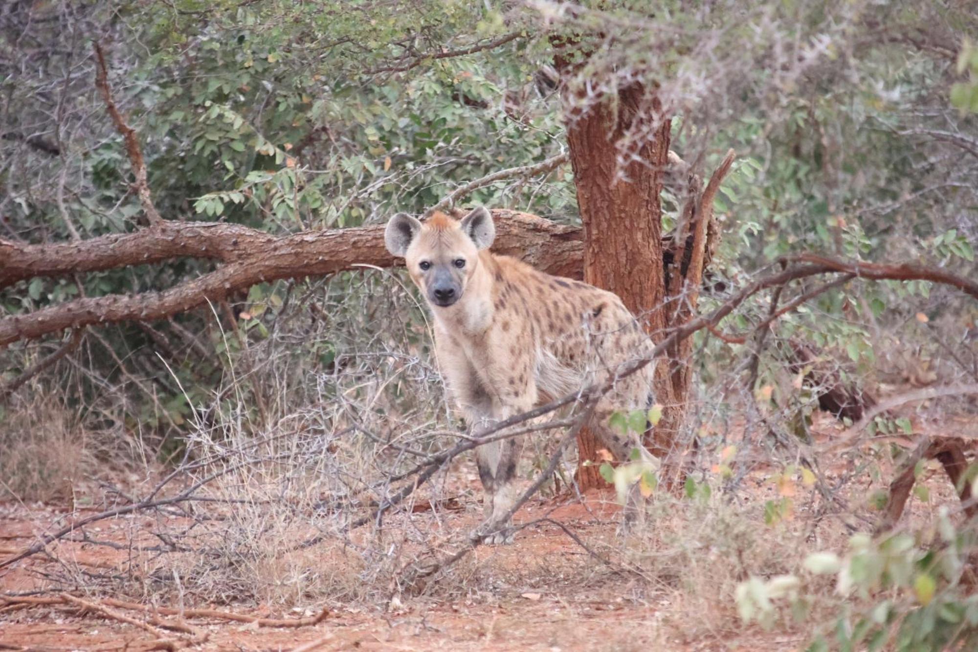 Karongwe Portfolio - Kuname Lodge Karongwe Game Reserve Екстериор снимка